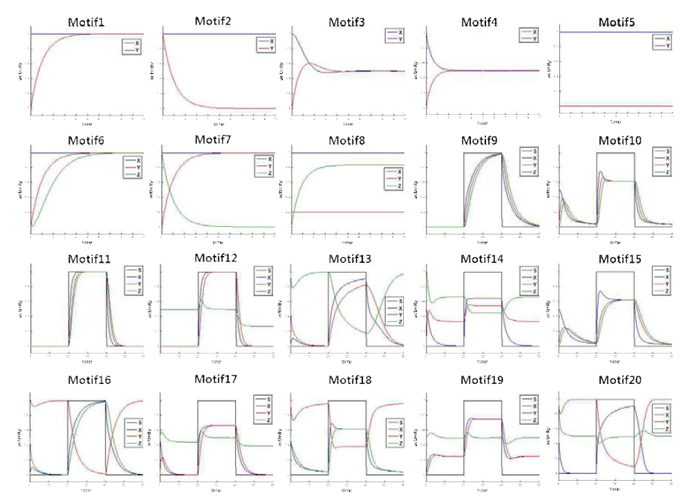 개발된 모델의 생물학적 특성을 검증하기 위하여 20개의 네트워크 모티프 구조를 대상으로 동역학적 시뮬레이션 분석을 수행함.