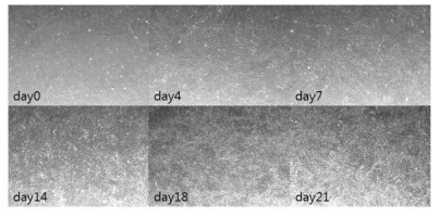 조골세포로의 분화 중의 사진. 중배엽줄기세포를 조골세포로 배양하면서 0,4,7,14,18,21에 찍은 사진.