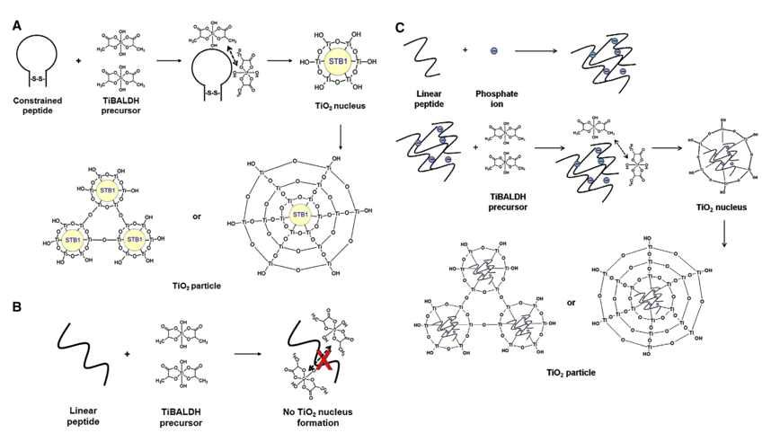 고리형 펩타이드 STB1에 의해 매개되는 TiO2 생물무기질화 반응 모식도