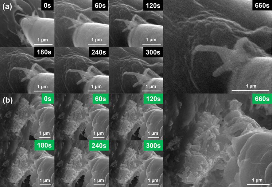 (a) 카본 코팅이 안 된 Zn2GeO4 나노와이어의 in-situ SEM, (b) (a) 카본 코팅이 된 Zn2GeO4 나노와이어의 in-situ SEM