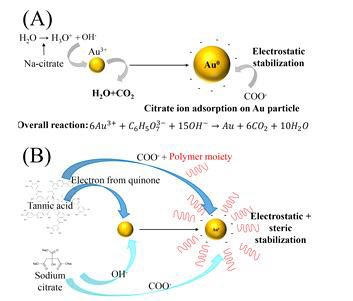 (a) 단일 환원제, (b) 복합 환원제를 사용한 골드 나노 파티클 콜로이달 솔루션 안에서 발생하는 골드 나노 파티클의 성장 메커니즘