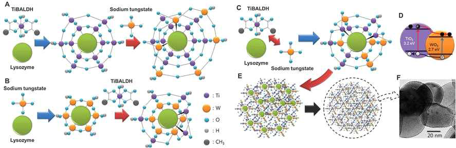 Lysozyme을 매개로 합성된 TiO2-WO3 복합 금속산화물 나노 입자 합성 모식도 (A-C). TiO2-WO3 복합 구조에서 나타나는 전하 이동에 대한 모식도 (D). 여러 분자의 lysozyme과 전구체를 이용한 복합 금속산화물 합성 모식도 (E) 및 합성된 나노 입자의 TEM 이미지 (F).