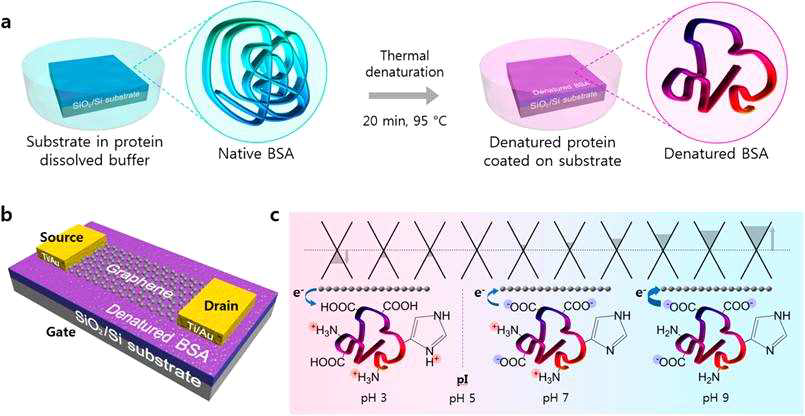 (a) 실리카 기판과 변성된 단백질 BSA 사이의 pi-stacking 결합을 통한 실리카 기판의 단백질 코팅 공정 모식도 (b) BSA가 도핑된 전계효과 그래핀 트랜지스터 모식도 (c) pH 조건에 따라 BSA 층에서 그래핀으로 발생하는 전하이동에 의한 그래핀의 band 구조 변화 모식도