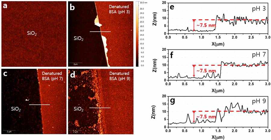 다양한 pH 조건에서의 실리카 표면 위의 BSA 층의 Atomic Force Microscope(AFM) 분석