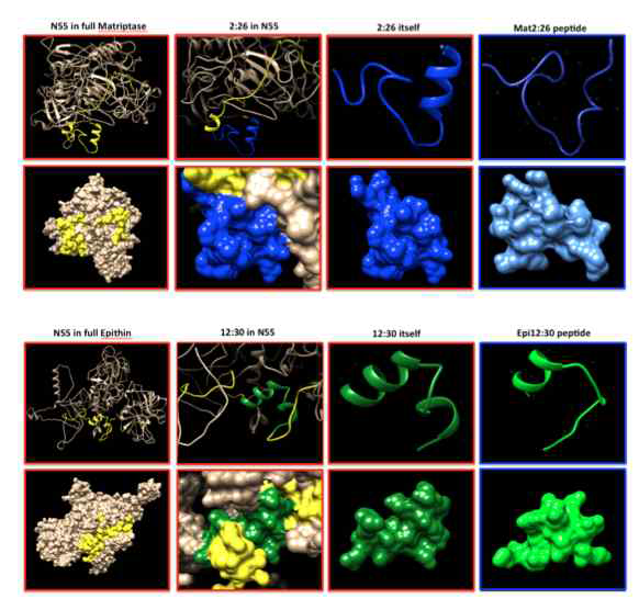 인간형과 생쥐형 PRSS14의 세포질 절편에 존재하는 항원의 모델링