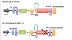 표적 단백질의 세포막 발현을 확인하기 위한 EGFP-tagged fusion 단백질 제작