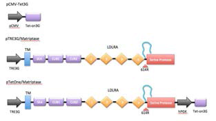 PRSS14의 발현을 시기적으로 조절하기 위한 inducible 단백질 제작