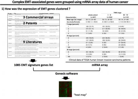 EMT 유전자 리스트 작성하여 유방암 환자의 mRNA expression array 데이터를 이용하여 cluster 분석