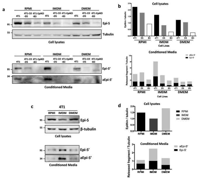Changes in PRSS14/Epithin expression and shedding induce by media components