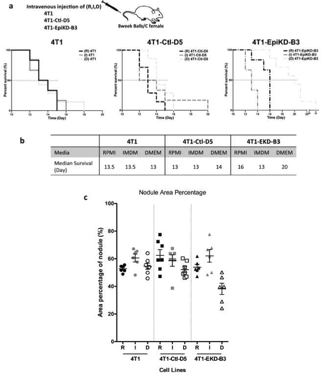 Drift in metastatic ability of 4T1 and 4T1-Epithin KD