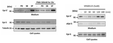 PRSS14 의 단백질 분비유도에 관련된 신호 전달 경로를 확인 하기위한 신호 전달 억제제 처리 실험. JNK 저해제를 처리하자 PRSS14의 단백질 분비가 크게 증가함. JNK 저해제를 처리한 시간이 증가함 에 따라 분비되는 양이 증가함