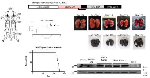 MMTV-PyMT 형질전환 쥐의 형질전환 유전자 구조와 암이 발생하 는 부위 도식