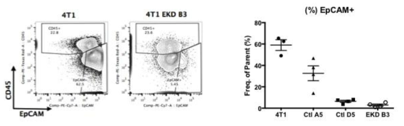 Flow cytometric analysis of EpCAM+ cells. 4T1 orthotopic tumor와 4T1 EKD B3 orthotopic tumor에서 Epithelial marker인 EpCAM+인 세포를 flow cytometry 로 분석