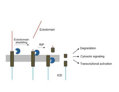 shedding과 RIP 과정을 통한 단백질의 기능 수행 가설 모델
