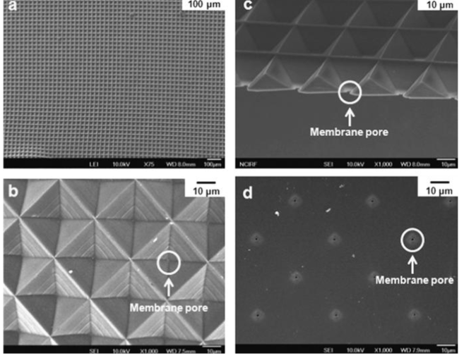 패턴형 등방공경 MINs MF 분리막 SEM 이미지 (a) 분리막 표면 (75배율), (b)분리막 표면 (1,000 배율), (c) 분리막 단면, (d) 분리막 밑면