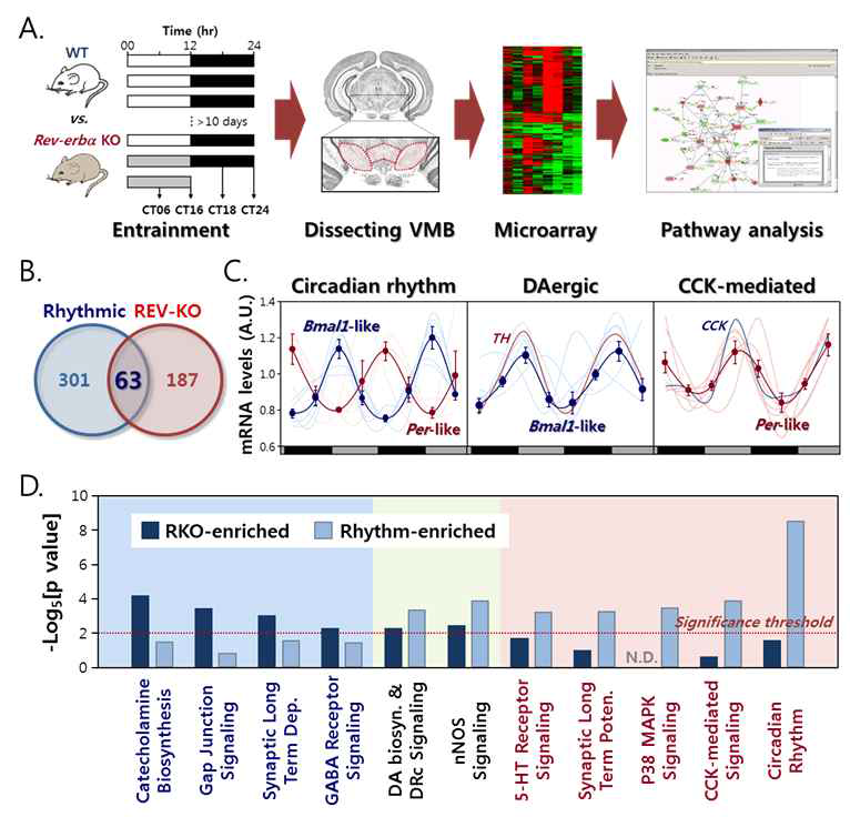 일주기성 중뇌 유전자군 및 조울증 생쥐모델 (REV-ERBα 녹아웃 생쥐) 특이적 유전자군·생리경로 발굴 연구