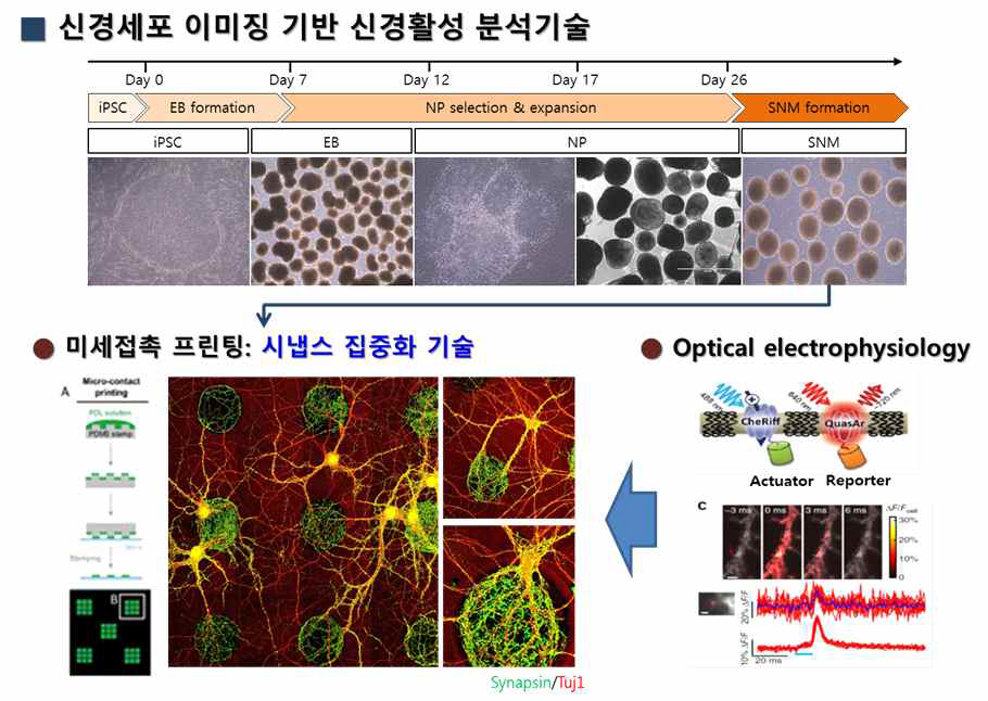 본 연구가 구축 중인 세포 이미징 기반 조울증 진단 및 치료기술 평가 플랫폼