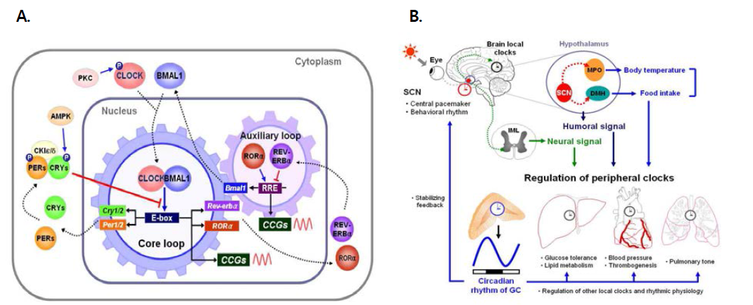 일주기 생체리듬 조절 시스템. (A) 포유류 분자 생체시계와 (B) 분자 생체시계 위계구 조에 의한 개체 수준의 일주기 생체리듬 조절 기전