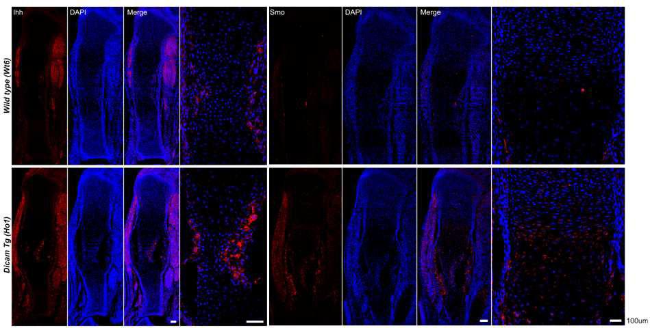 태생기 15.5일의 Wild type과 Col2-Dicam Tg의 Tibia에서 Ihh과 그 하부 신호전달인자인 Smo의 발현을 면역형 광염색을 통해 확인함.