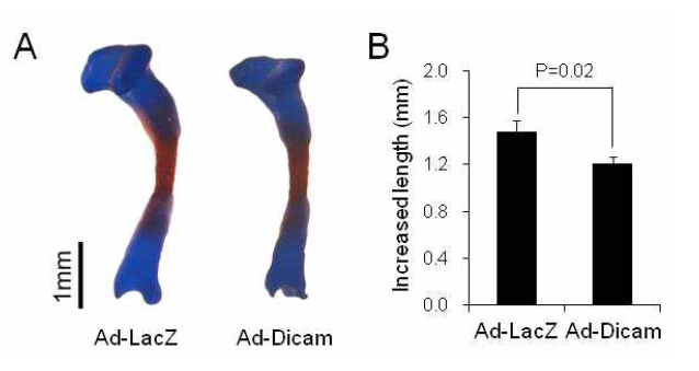 태생기 15.5일 생쥐 경골의 조직 배양에서 아데노바이러 스로 6일 동안 DICAM을 과발현 한 후 길이 변화를 대조군과 비교함.
