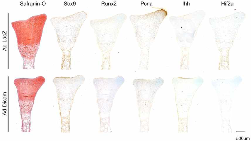 태생기 15.5일 대퇴골의 조직배양에 Dicam을 Adenovirus로 과발현 한 후 조직학적 차이를 Safranin-O 염색과 여러 가지 분화 마커 단백질 발현을 면역조직염색을 통해 확 인함.