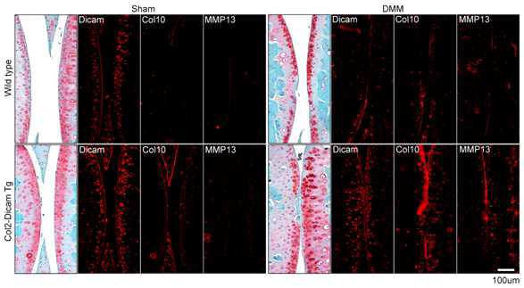 정상 생쥐 및 Col2-Dicam Tg의 무릎연골에 DMM 방법으로 골관절염 유도 4주 후 골관절 염 중증도를 Safranin-O 염색과 Col10 및 Mmp13 발현 정도로 확인함