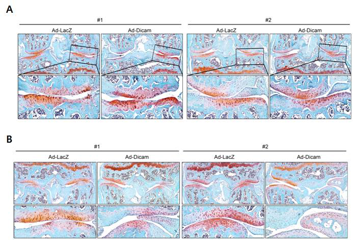 DMM으로 골관절염 유도 후 바로 (A) 또는 5주 후 (B) Ad-LacZ와 Ad-Dicam을 관절강에 주입하고 8 주 후 골관절염 중증도를 Safranin-O 염색을 통해 확인함