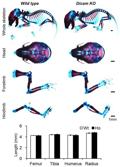 태생기 18.5일의 Wildtype과 Dicam KO 생쥐의 전체 골격을 Alcial blue/ Alizarin red로 염색하여 전체 골결 형성 정도를 확인하고 머리뼈와 사지골의 형태학적 차이를 확인함.
