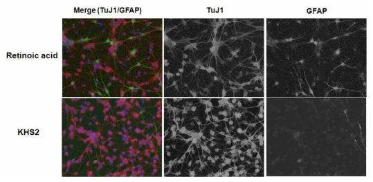 발굴된 KHS2(neuropathiazol)의 hippocampus 유래 성체줄기세포에 대한 neurogenesis 효과