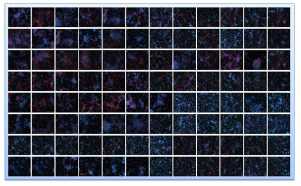 96 well plate에 신경줄기세포를 배양하여 화합물을 처리 한후 항체를 이용하여 immunostaining을 하여 분화여부를 확인하였음