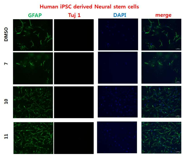 human iPS derived neural stem cell에서 3종의 화합물의 활성을 측정하였음.