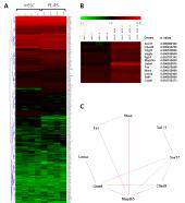 (A) 배아줄기세포 와 유도된 만능줄기세포의 microarray 분석. (B) 유도 된 만능줄기세포에서 높게 발현되는 12가지 유전자 선별. (C) 기능적 상호작용 분류법을 통한 4가지 유전 자 발견.