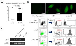 (A) 유도된 만능줄기세포에서 배아줄기세포에 비해 GATA6 의 유전자 발현량이 일관성 있게 높게 발현. (B) shRNA를 사용하 여 유도된 만능줄기세포에서 GATA6의 발현을 억제함. (C) PCR을 통해 GATA6발현이 억제되어 있는 것을 확인.