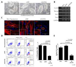 (A) GATA6의 발현을 억제했을 때, 유도된 만능줄기세포의 형 태. (B) GATA6의 발현을 억제하여도 미분화 표지인자들의 발현량에는 변함이 없다. (C) GATA6의 발현을 억제한 후 심근세포로 분화유도 하 였을 때, 심근세포 표지자인 cardiac troponin T(cTnT)의 염색 양상. (D) 유세포분석 결과. (E) 자율박동 구역의 수.