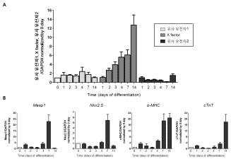 (A) 심근세포로의 분화단계 중 X factor는 지속적으로 증가하는데 반해, 유자 유전자1,2는 큰 변화가 없었다. (B) 동일한 분화단계 중 심 근세포 표지인자들도 비슷하게 증가하는 양상을 보였다.