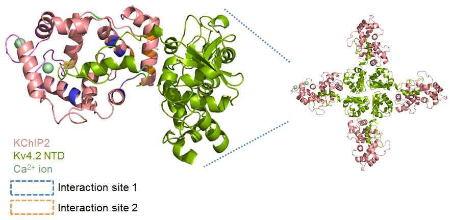 KChiP2 isoforms – Kv4.2 복합체 모델 구조