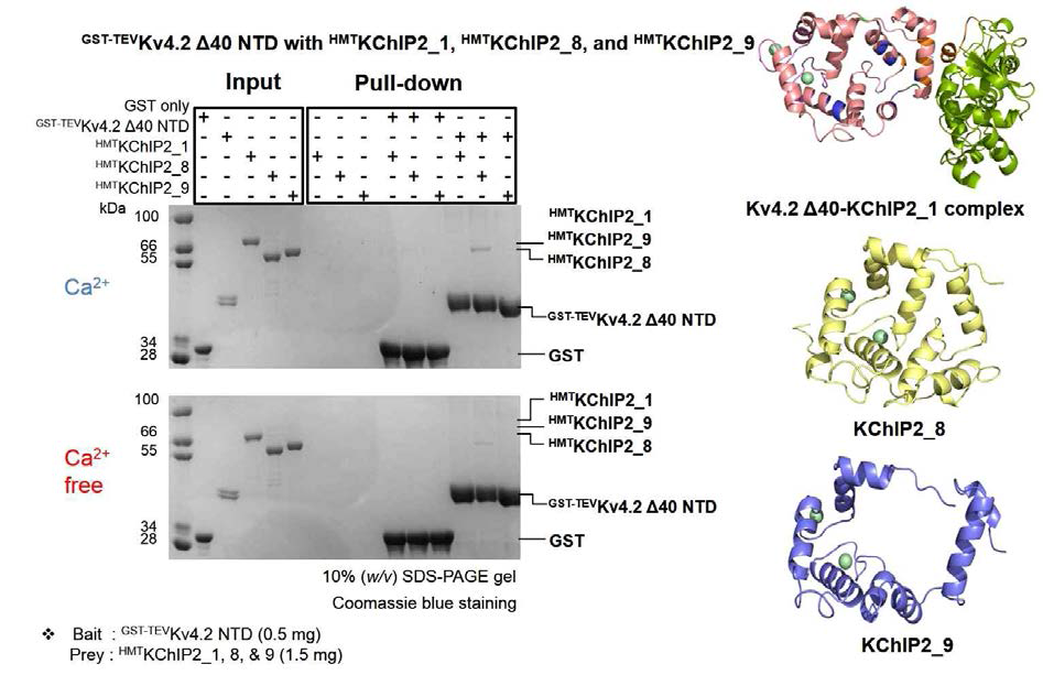Kv4.2 Δ40 NTD와 KChip2 isoform 간의 상호작용 확인