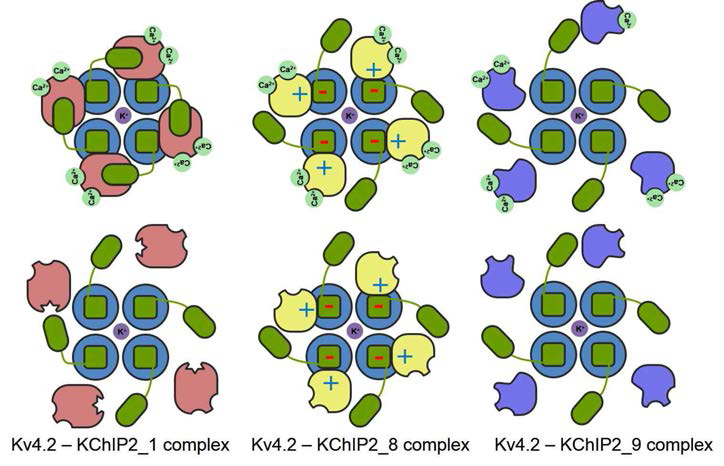Kv4.2 NTD와 KChiP2 isoform간의 상호작용 모델