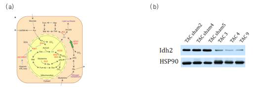 발현 변화한 IDH2 단백질의 기능(a)과 western blot을 통한 변화 검증결과 (b)
