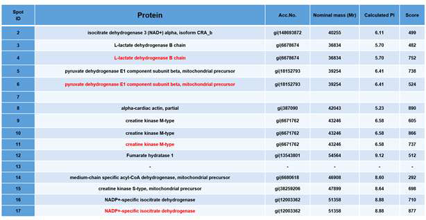 심부전 과정에서 아세틸화가 변화하는 동정된 단백질 리스트