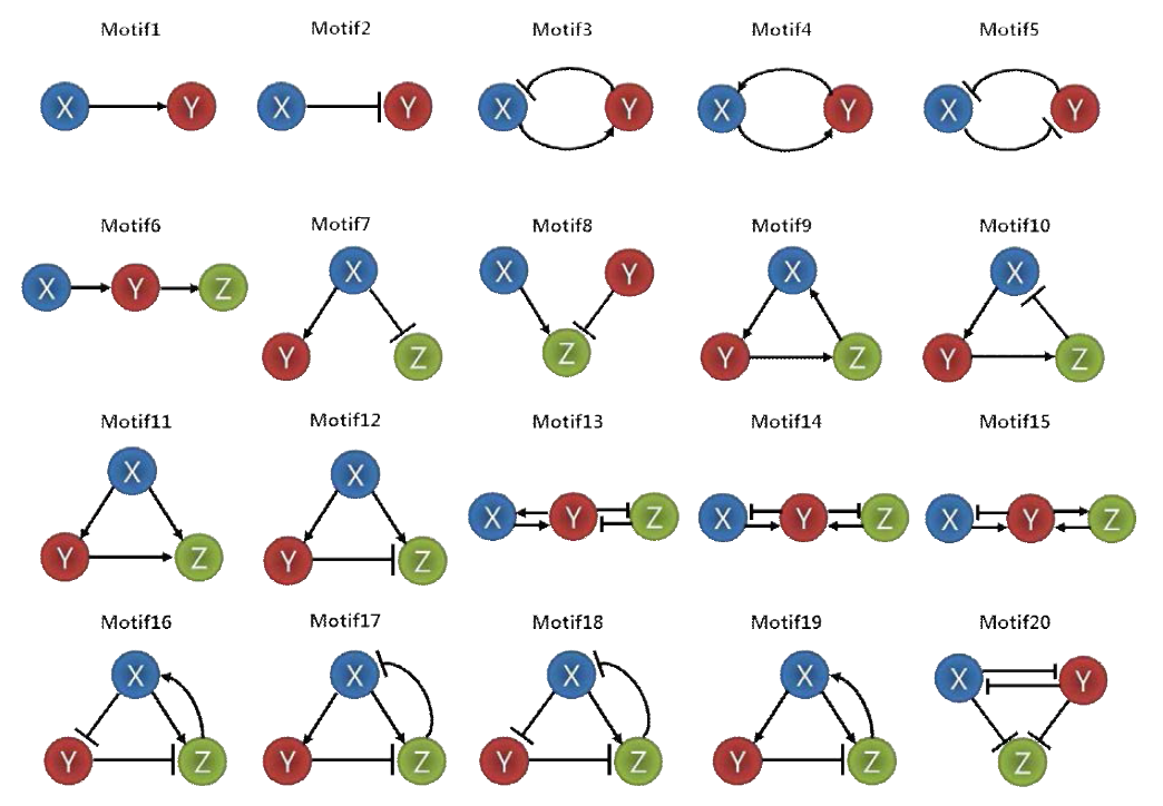 개발된 동역학 시뮬레이션 방법의 생물학적 타당성을 검증하는 데에 이용된 20개의 네트워크 모티프