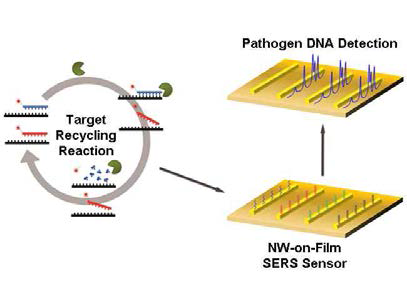 타깃 재사용 반응과 SNOF SERS 센서를 결합시킨 초고감도 DNA 검출법의 모식도