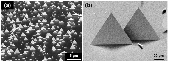 (a) 기존에 합성된 너비가 3 μm 수준인 금 나노판 (b) 너비가 100 μm 수준인 대면적 금 나노판