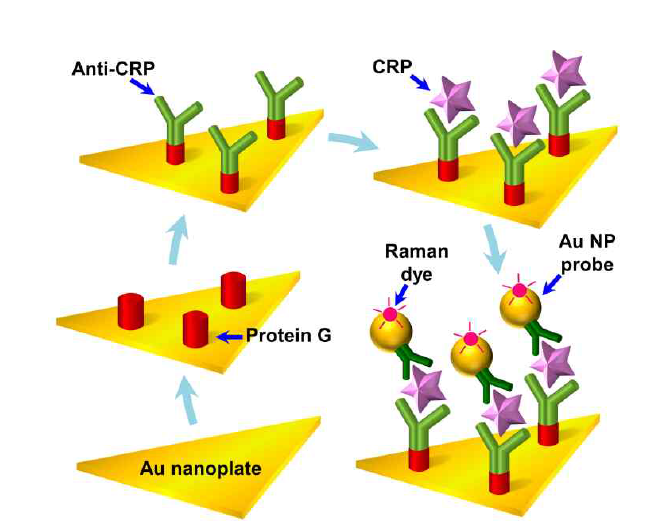 금 나노판 위에 형성된 protein-G와 CRP 항체 복합체의 특이적인 생활성 표면 구축 모식도