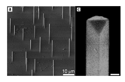 기판 위에 에피택셜하게 수직 성장한 직경 약 100 nm인 금 나노선의 SEM 사진