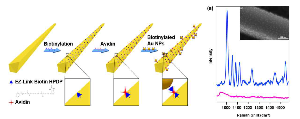 바이오틴/아비딘 결합을 이용한 나노선-나노입자 SERS 센서의 모식도 및 아비딘을 검출한 센서의 전자 현미경 사진 및 SERS 신호