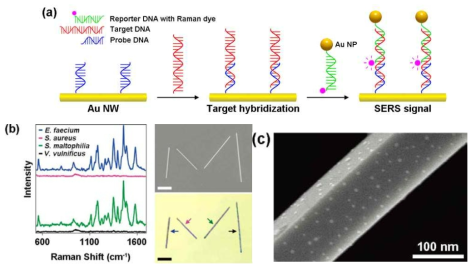 (a) 감염성 병원균 DNA의 동시 검출이 가능한 나노선-나노입자 센서의 모식도. (b, c) E. faecium과 S. maltophilia를 검출한 결과 및 제작된 센서의 SEM 사진.