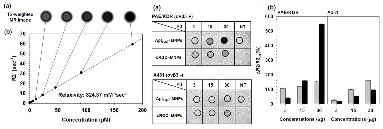 개발된 나노 복합체의 자기공영 영상 민감도 확인 (좌) 및 세포 표적능 확인 (우)