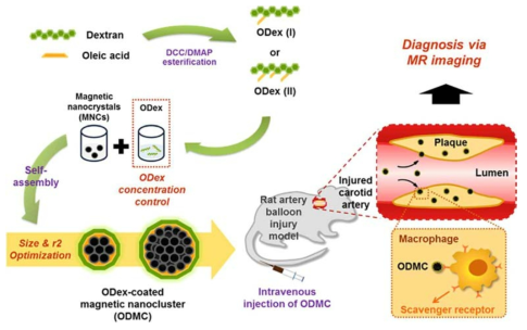 올레일 덱스트란이 코팅된 자성 나노클러스터(ODMC)의 합성과 동물모델의 동맥경화반의 MR 영상에 대한 모식도
