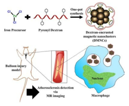 덱스트란이 코팅된 자성 나노클러스터(DMNCs)의 합성과 동물모델의 동맥경화반의 MR 영상에 대한 모식도